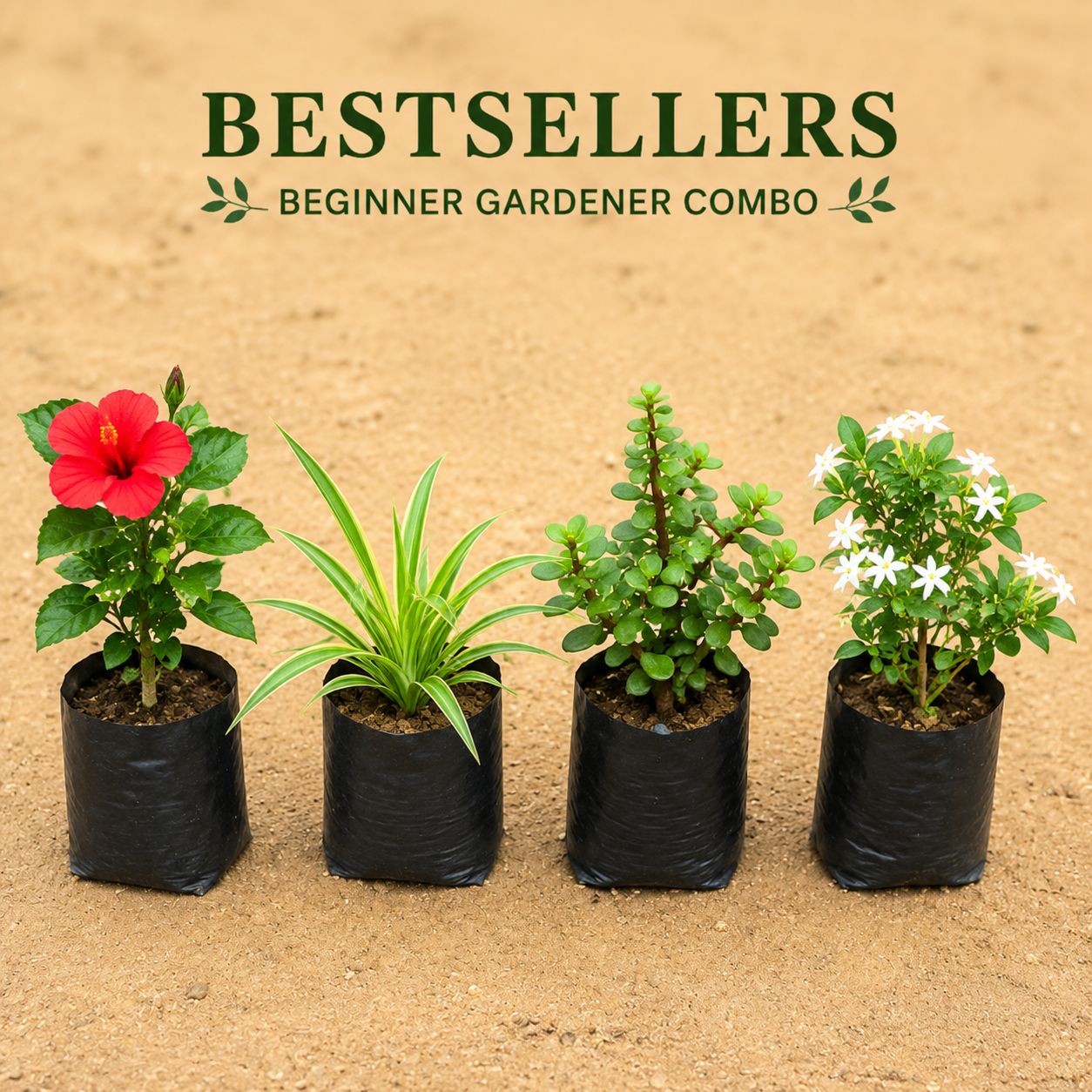 Bestseller Combo- Set of 4 - Star Jasmine, Spider, Jade & Hibiscus Dwarf in 4 inch Nursery Bag | Beginner Gardener
