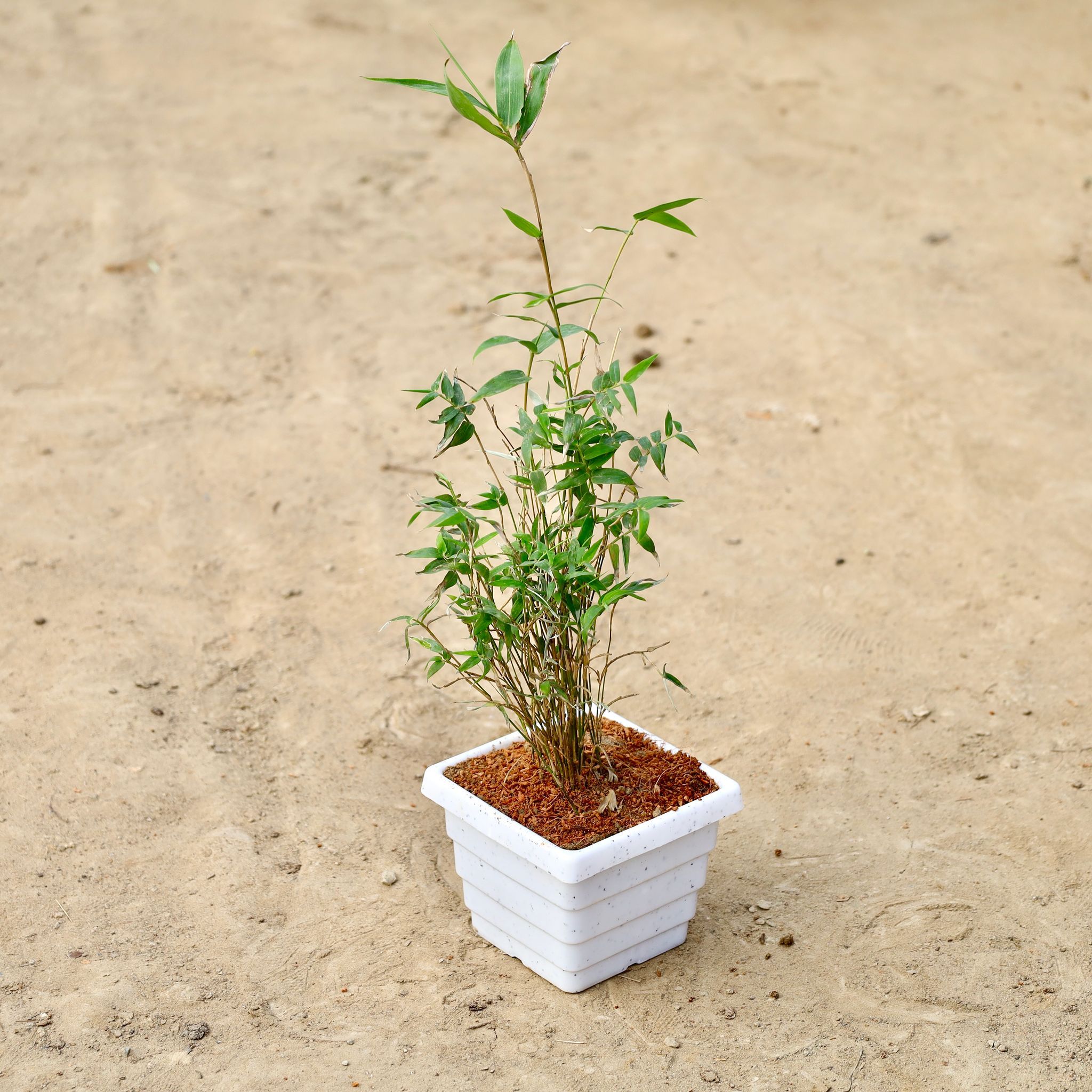 Chinese / Miniature Bamboo In 4 Inch White Marble Premium Orchid Square Plastic Pot