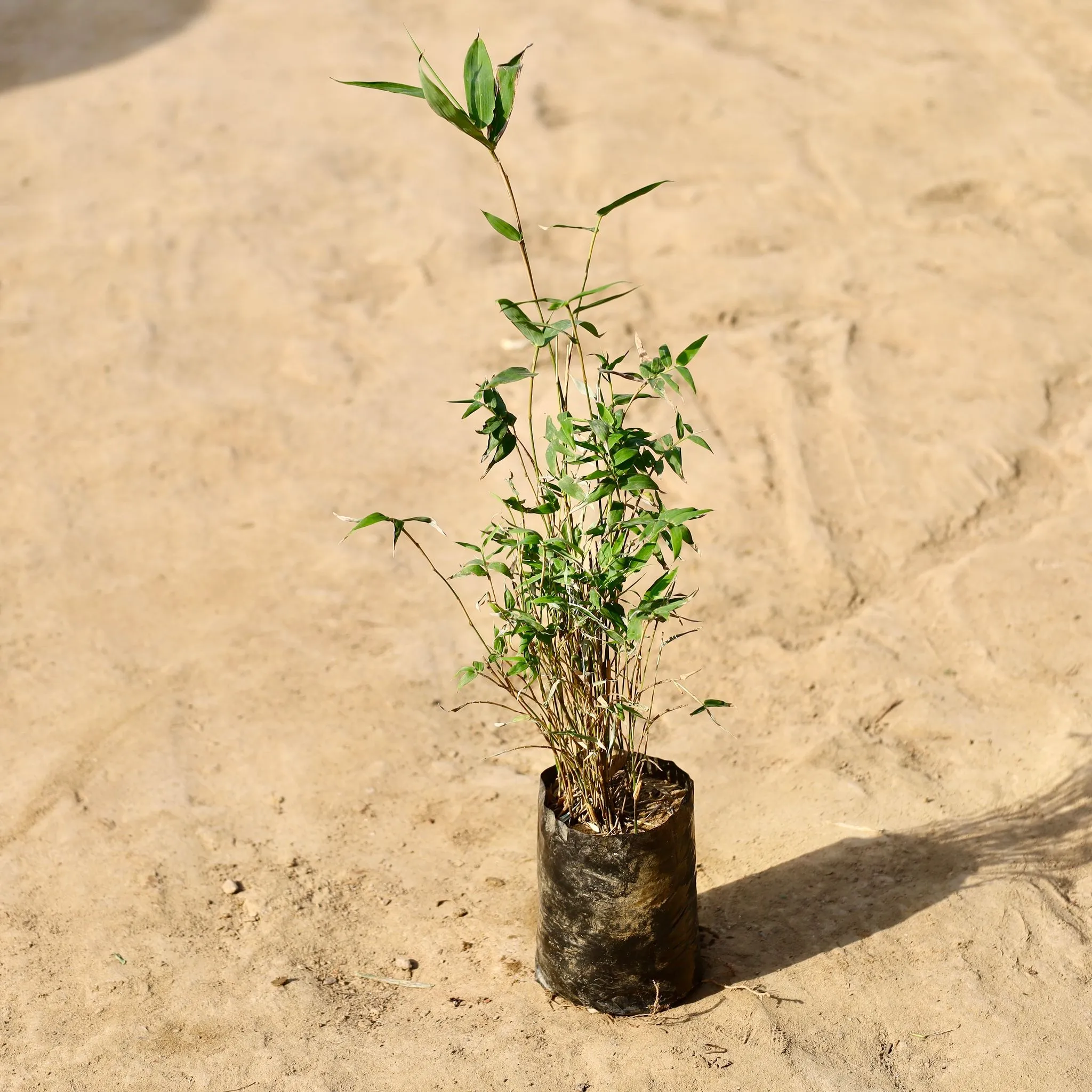 Chinese Bamboo / Miniature Bamboo in 4 inch Nursery Bag