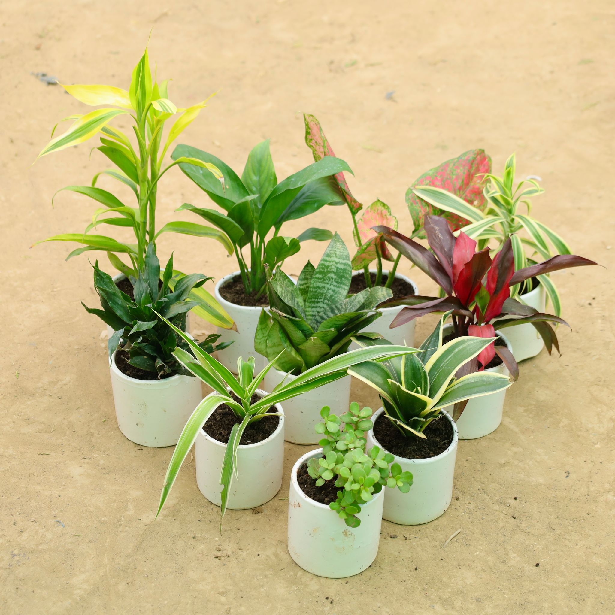Complete Green Collection: Set of 10- Lucky Bamboo, Peace Lily, Snake Green, Dracaena Compacta, Spider, Jade, Snake Yellow, Aglaonema Red Ruby, Dracaena Rosea & Song of India in 4 Inch White Pipe Designer Ceramic Pot