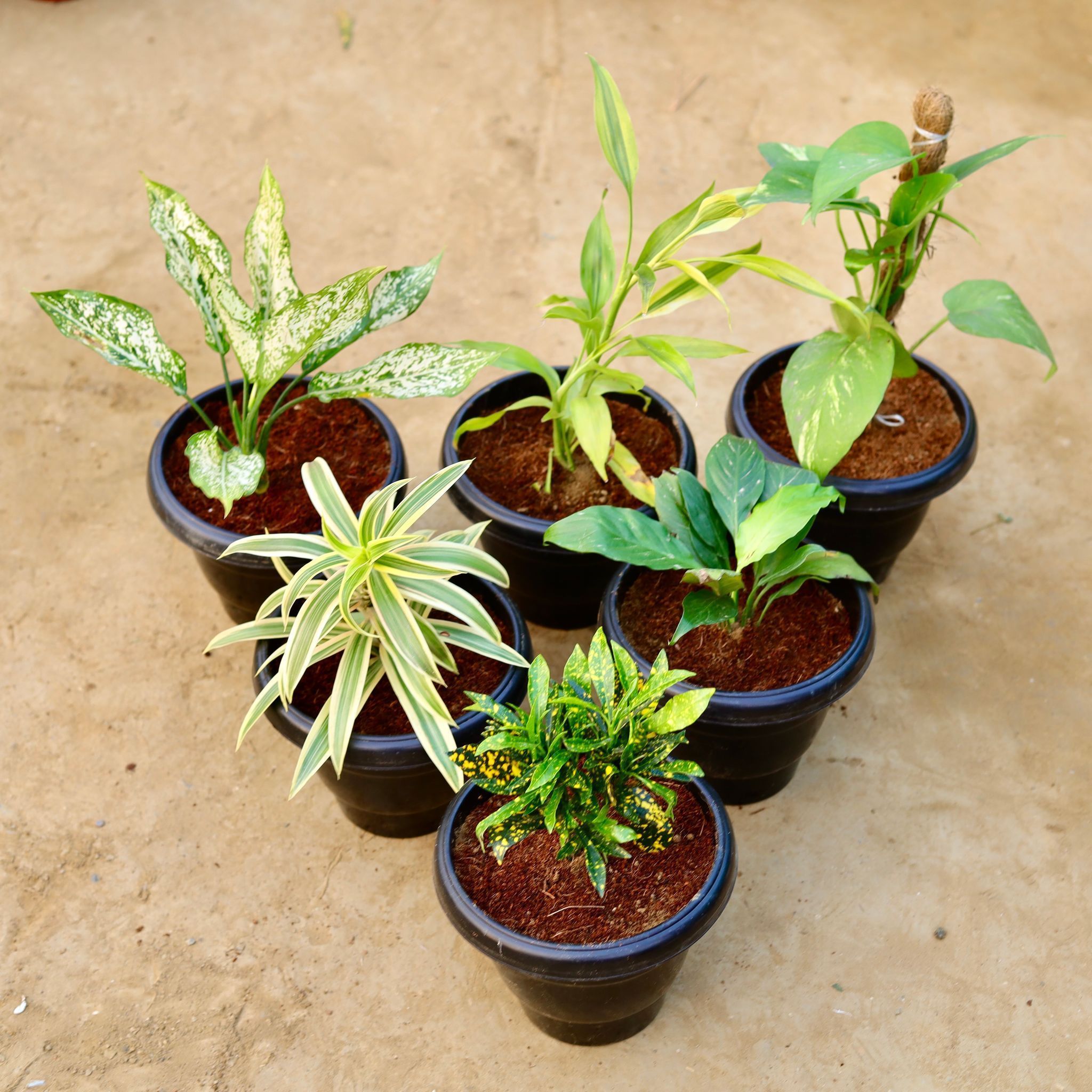 Fresh Breath of Air Combo - Set of 6 - Aglaonema Snow White, Lucky Bamboo, Money Plant with Moss Stick, Song of India, Peace Lily & Baby Croton in 8 Inch Black Classy Plastic Pot