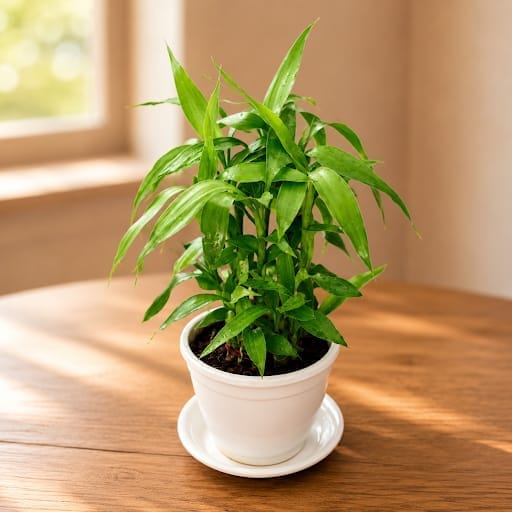 2 Layer Lucky Bamboo Green in 4 Inch White Premium Sphere Designer Plastic Pot with Tray