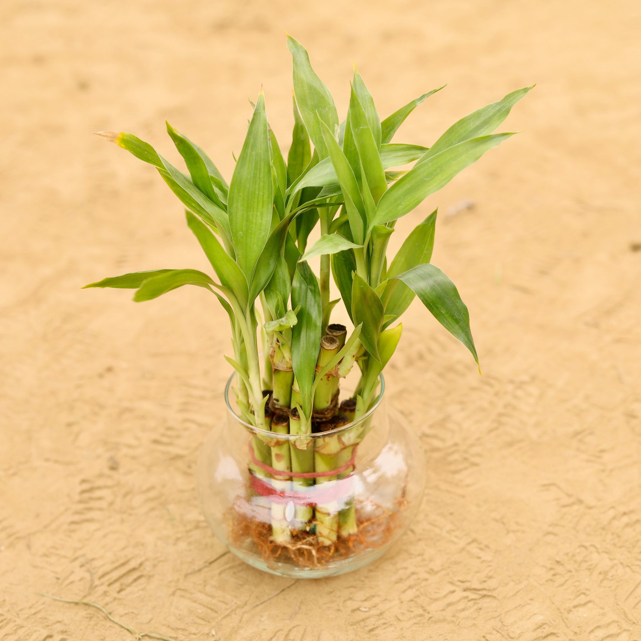2 Layer Lucky Bamboo in 4 Inch Glass Bowl