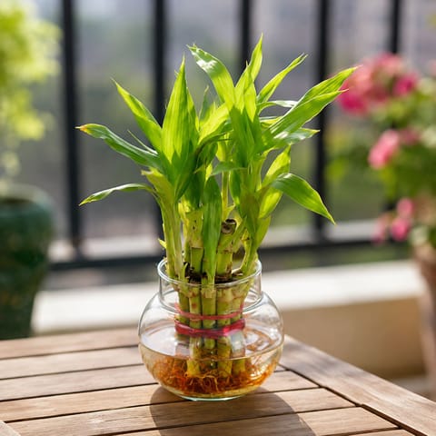2 Layer Lucky Bamboo in 4 Inch Glass Bowl