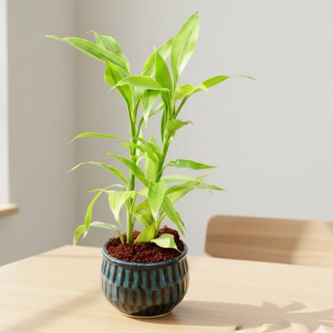 Air Purifier Golden Lucky Bamboo in 4 Inch Ceramic Pot (any colour & design)