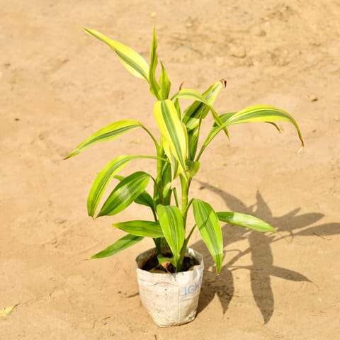 Air Purifier Lucky Bamboo in 4 Inch Nursery Bag