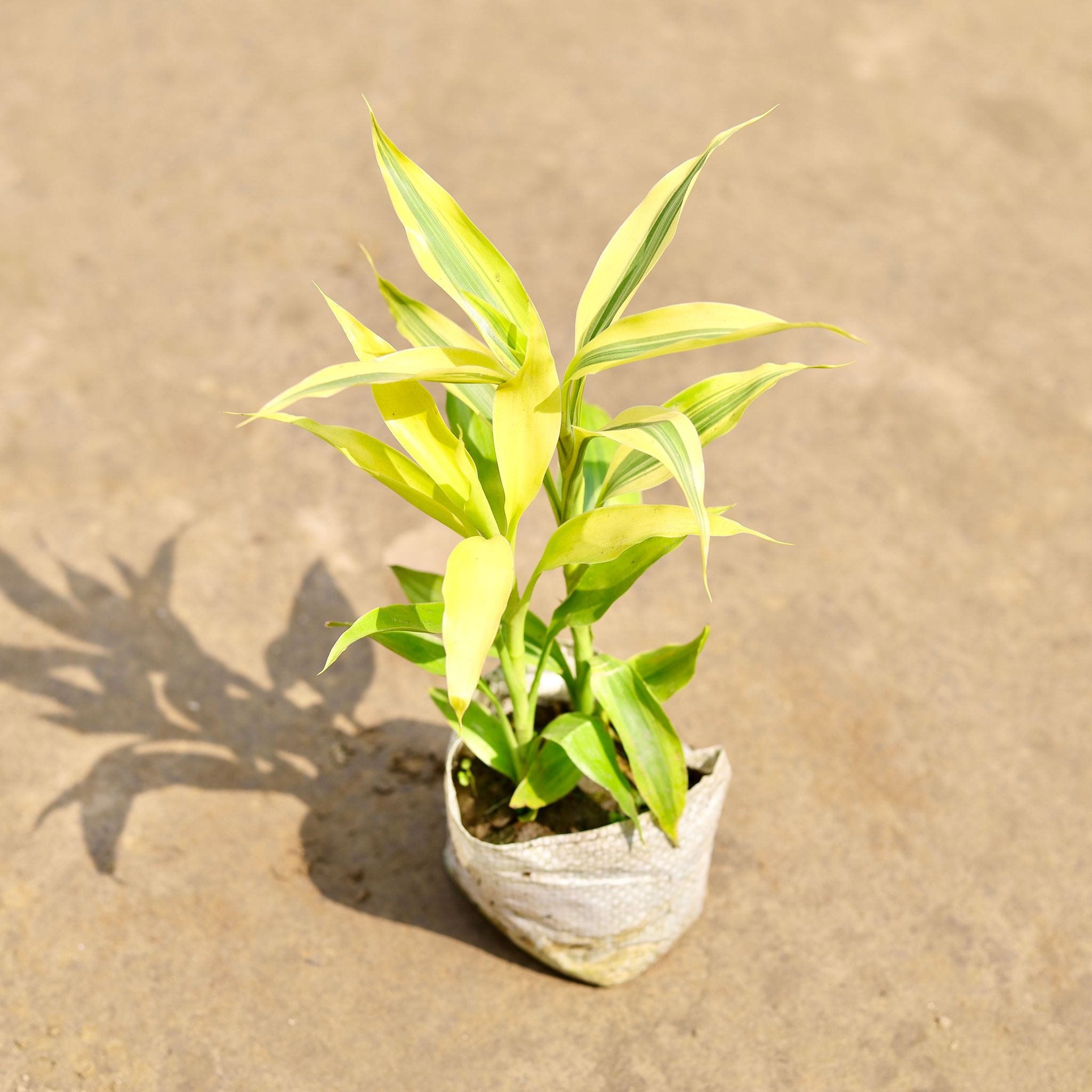 Air Purifying - Golden Lucky Bamboo in 4 Inch Nursery bag