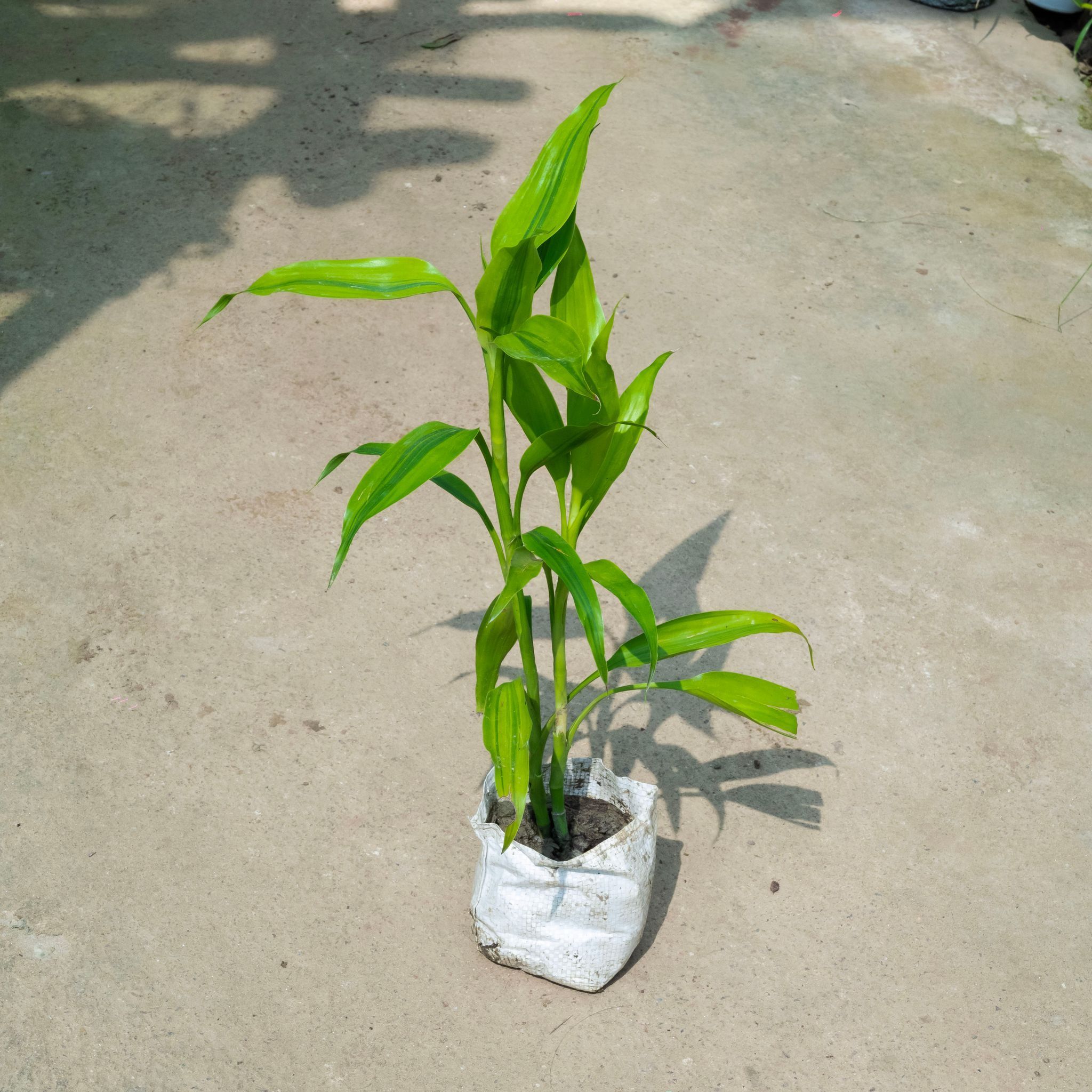Air Purifying - Lucky Bamboo (~ 1 Ft) in 4 Inch Nursery Bag