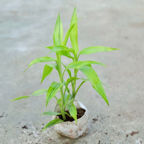 Air Purifying - Lucky Bamboo in 5 Inch Nursery bag