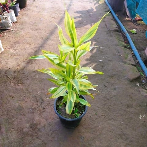 Air Purifying - Lucky Bamboo in 6 Inch Nursery Pot