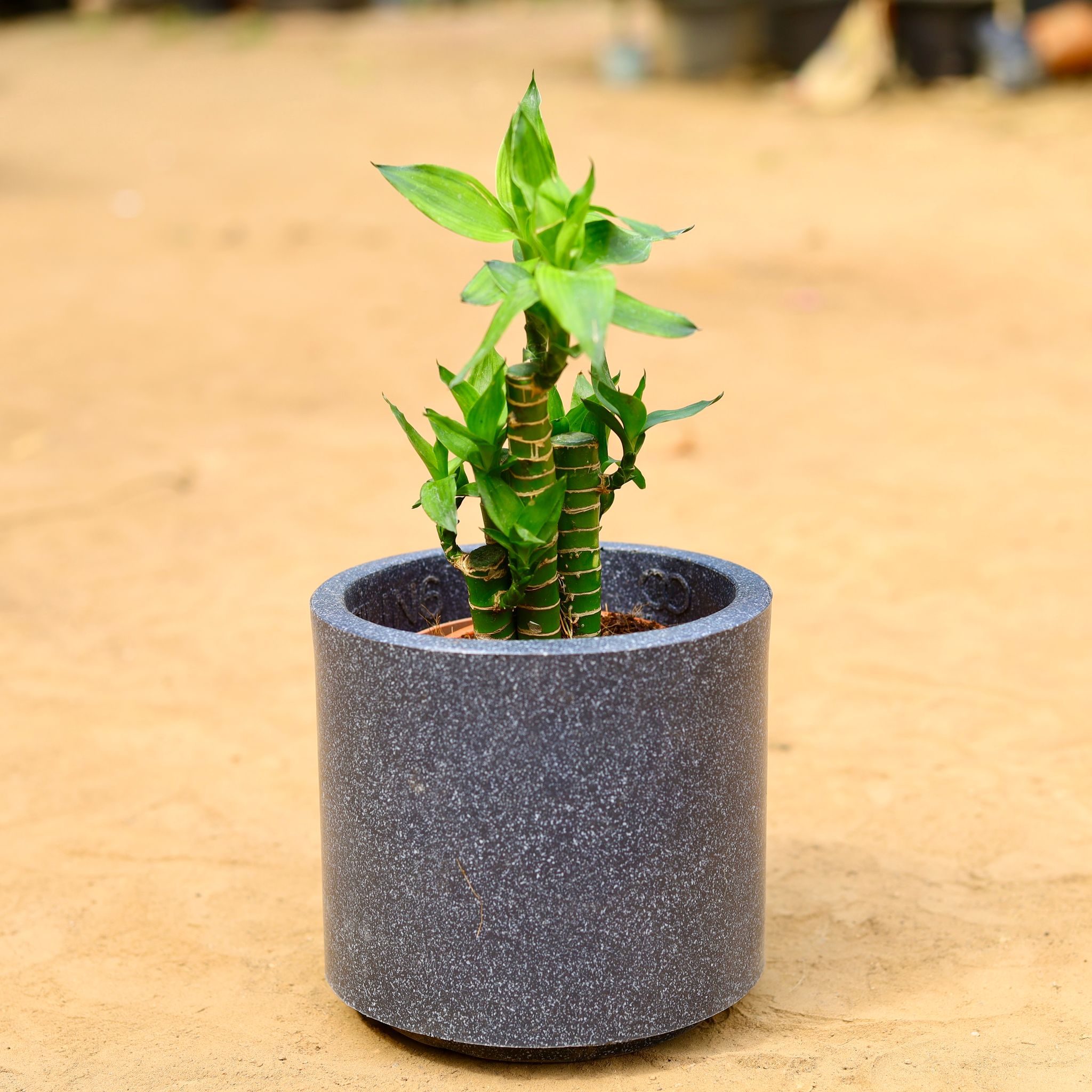 Bamboo Cut leaf in 6 inch 6 Inch Black Cylindrical Fiberglass Pot