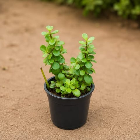 Jade Big Leaf (Pune Variety) in 4 Inch Nursery Pot