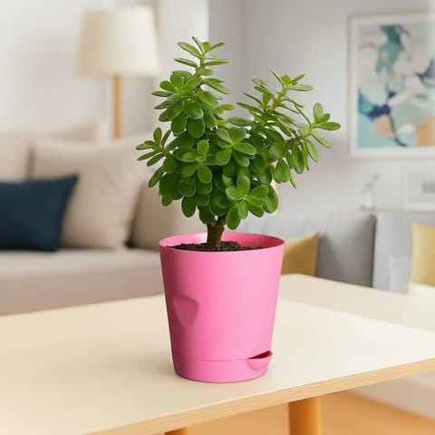 Jade Pune in 4 Inch Pink Florence Self Watering Pot