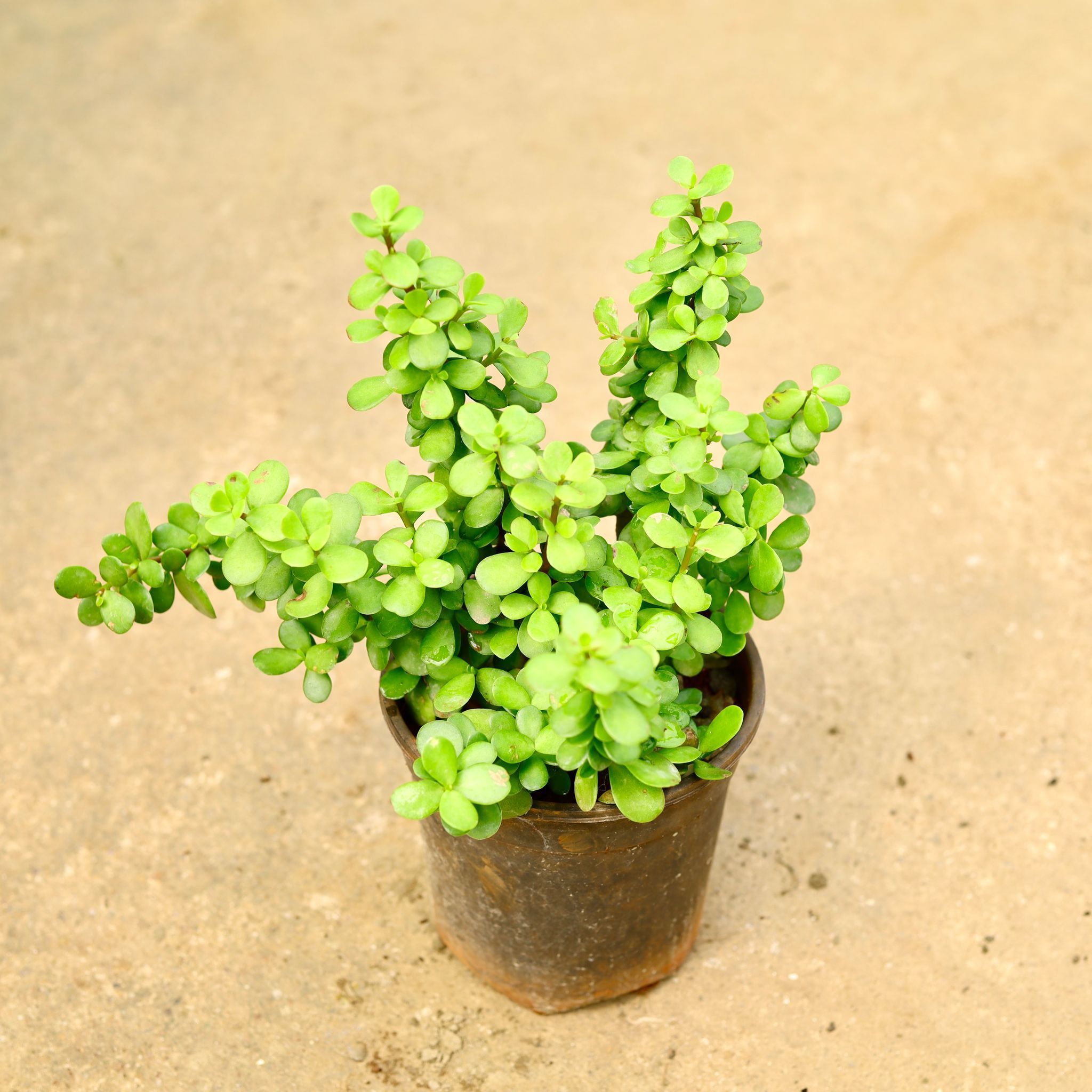 Lucky Jade (Pune Variety) in 6 Inch Nursery Pot