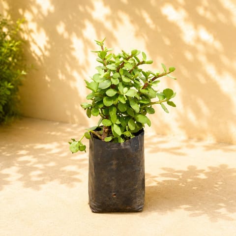 Pune Jade in 4 Inch Nursery Bag