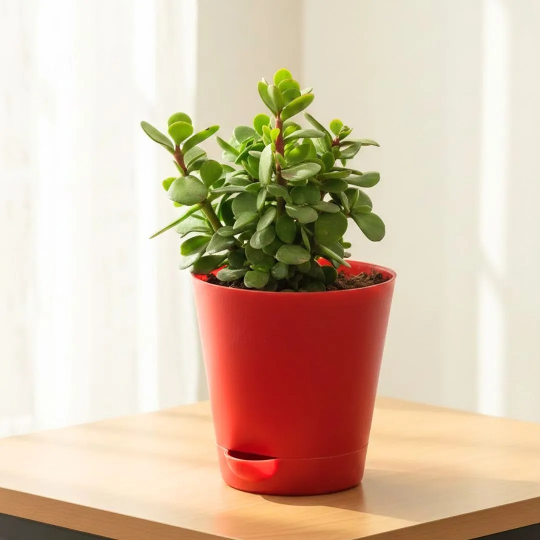 Pune Jade in 4 Inch Red Florence Self Watering Pot