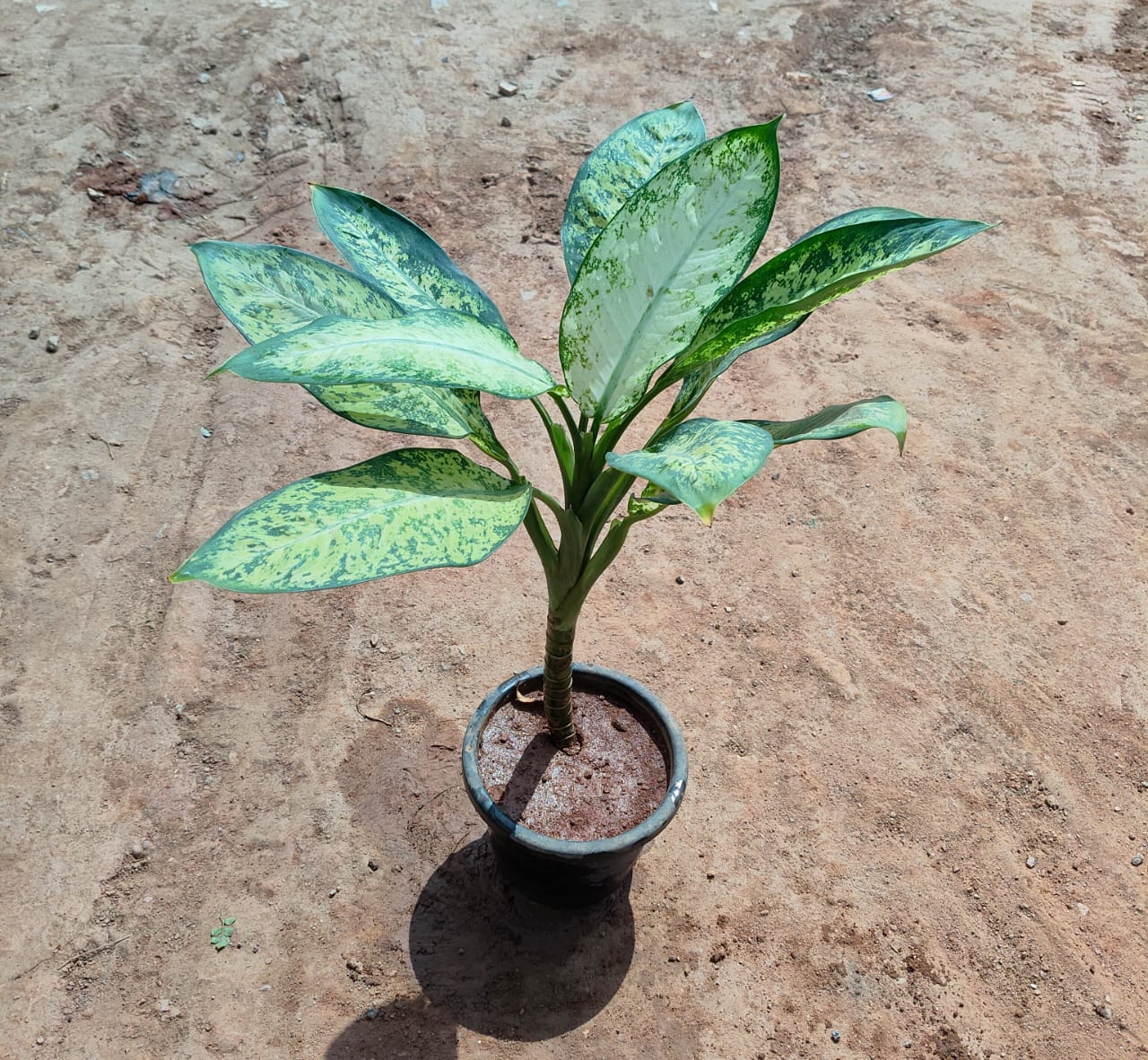 Dieffenbachia Variegated in 10 Inch Nursery Pot