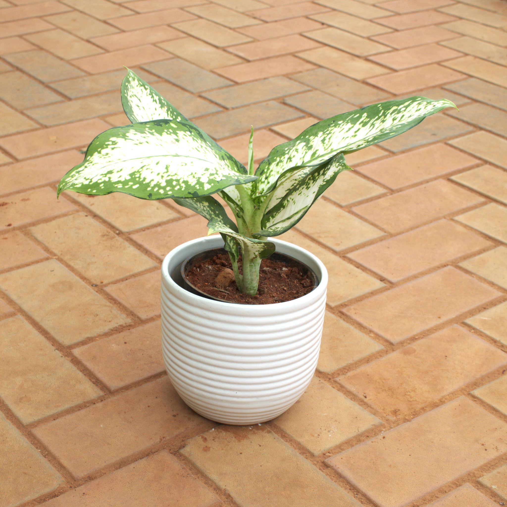 Dieffenbachia in 8 Inch Ring Designer Ceramic Pot