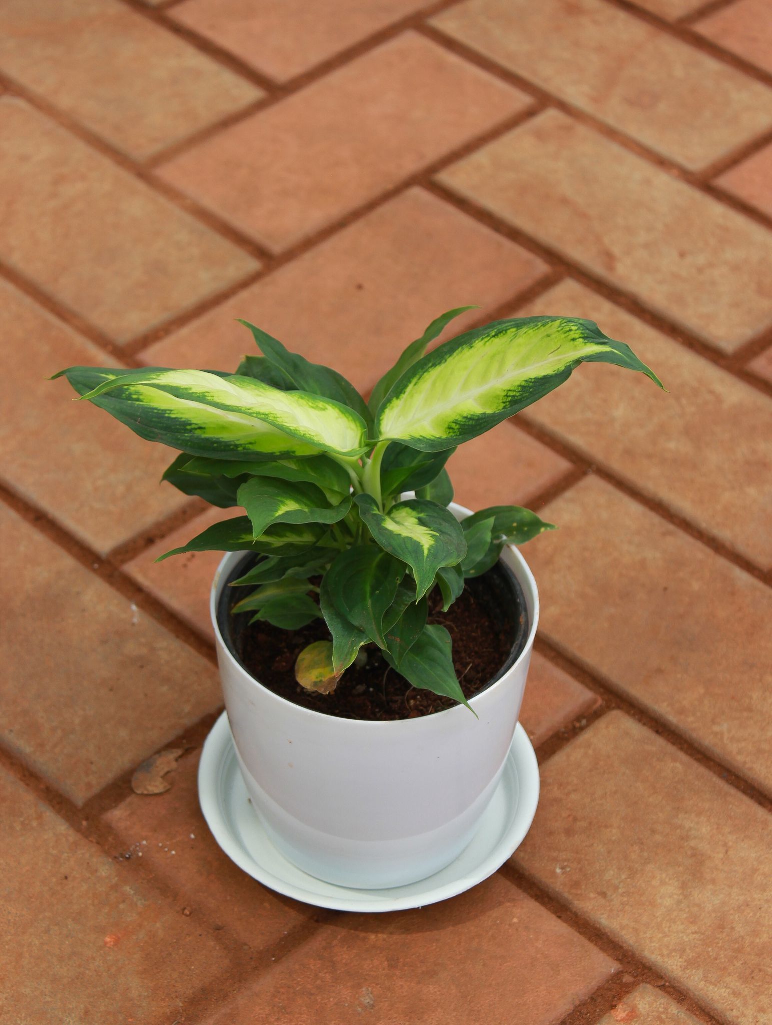 Dieffenbachia Triumph in 5 Inch White Premium Sphere Plastic Pot With Tray