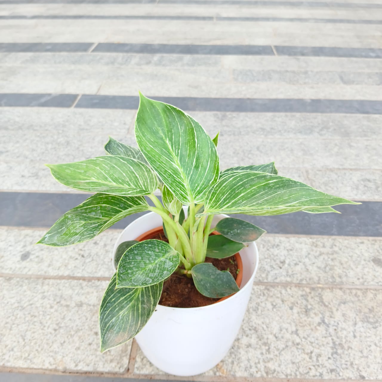 Dieffenbachia Green White in 6 Inch White Premium Plastic Pot