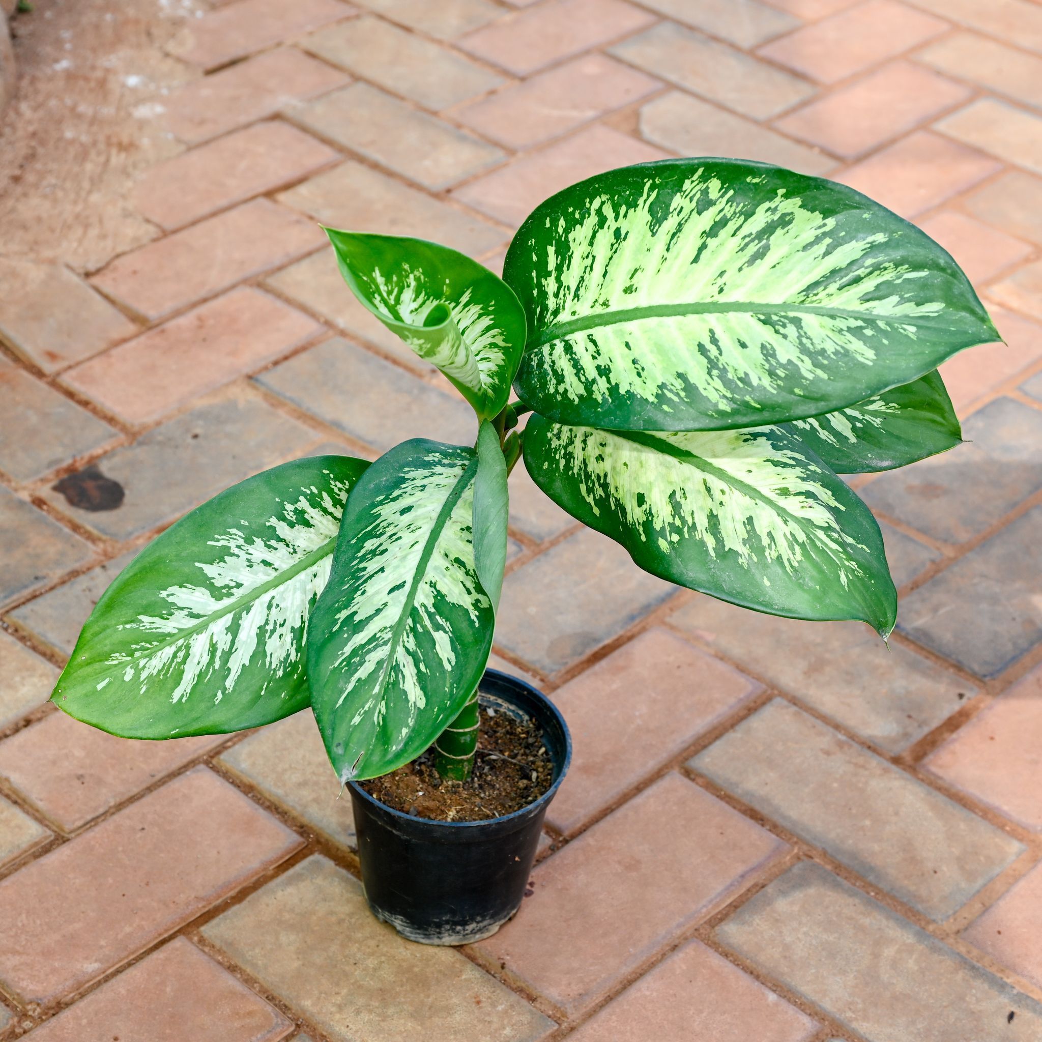 Dieffenbachia Seguine in 5 Inch Nursery Pot