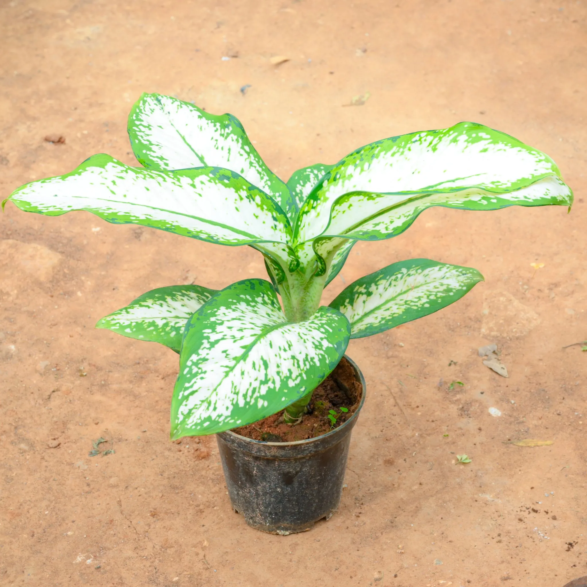 Dieffenbachia White in 6 Inch Nursery Pot