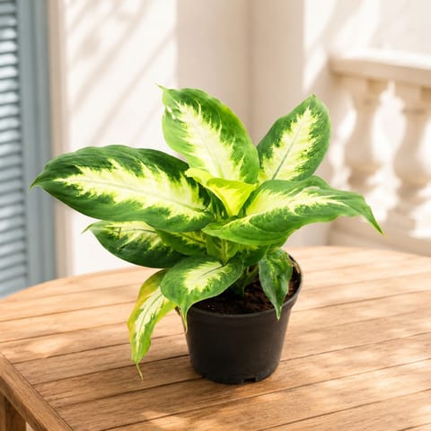 Dieffenbachia White in 6 Inch Nursery Pot