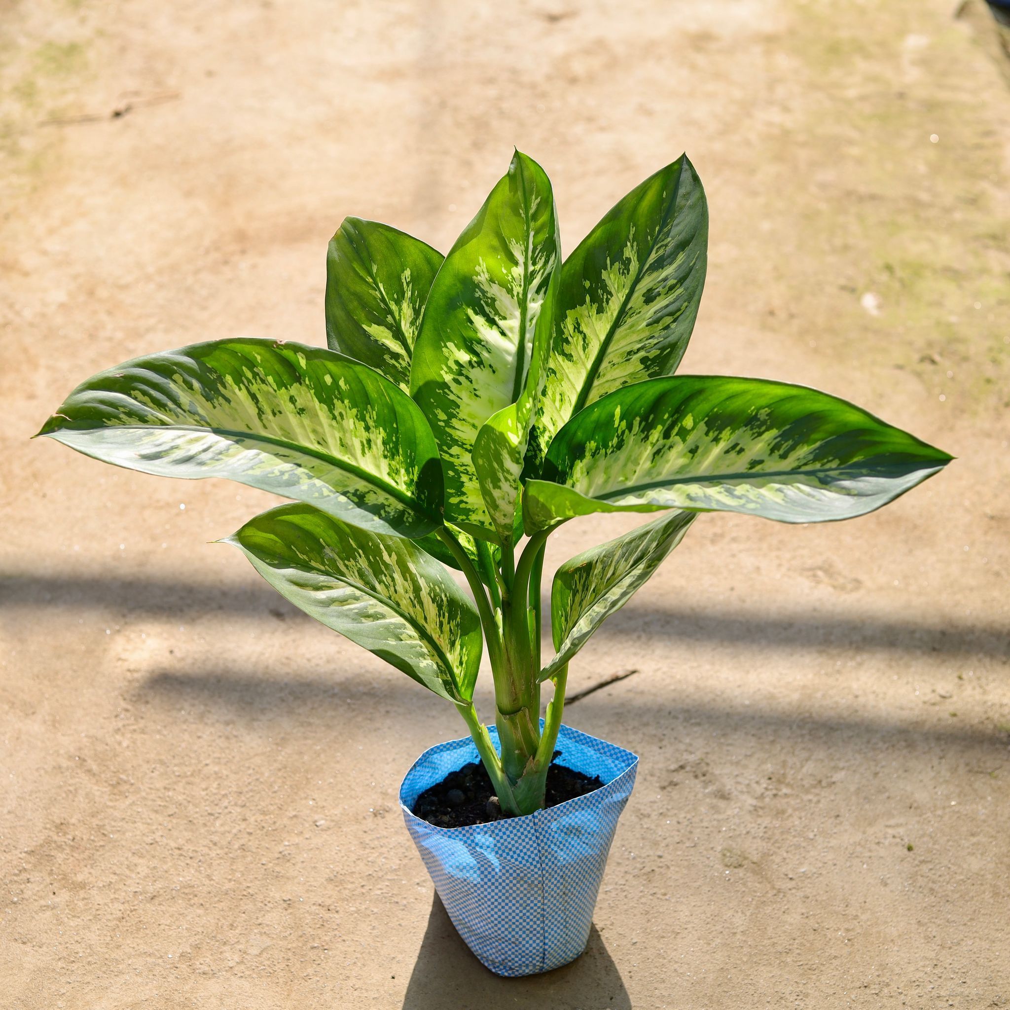 Air Purifying - Dieffen Bachia in 7 Inch Nursery bag