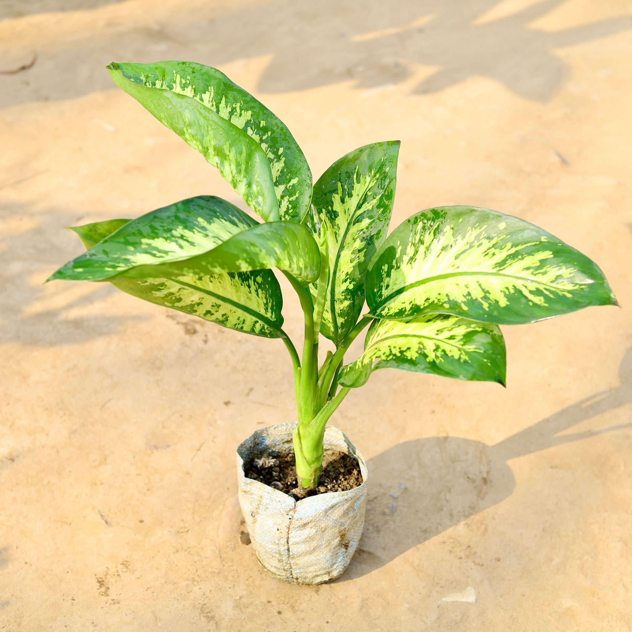 Dieffenbachia Seguine in 7 Inch Nursery Bag