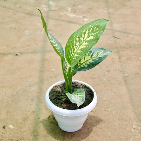 Dieffenbachia (1-1.5 Ft) in 8 Inch White Classy Plastic Pot