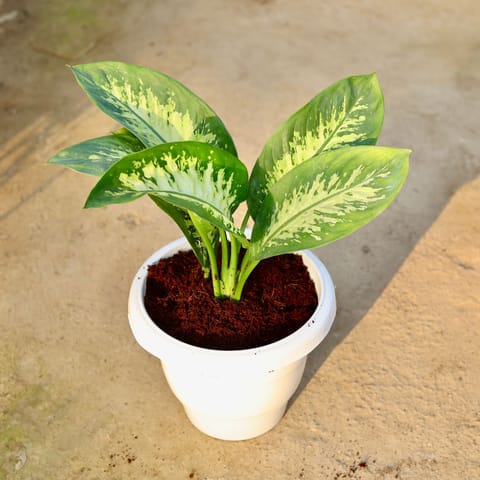 Dieffenbachia in 10 Inch White Classy Plastic Pot