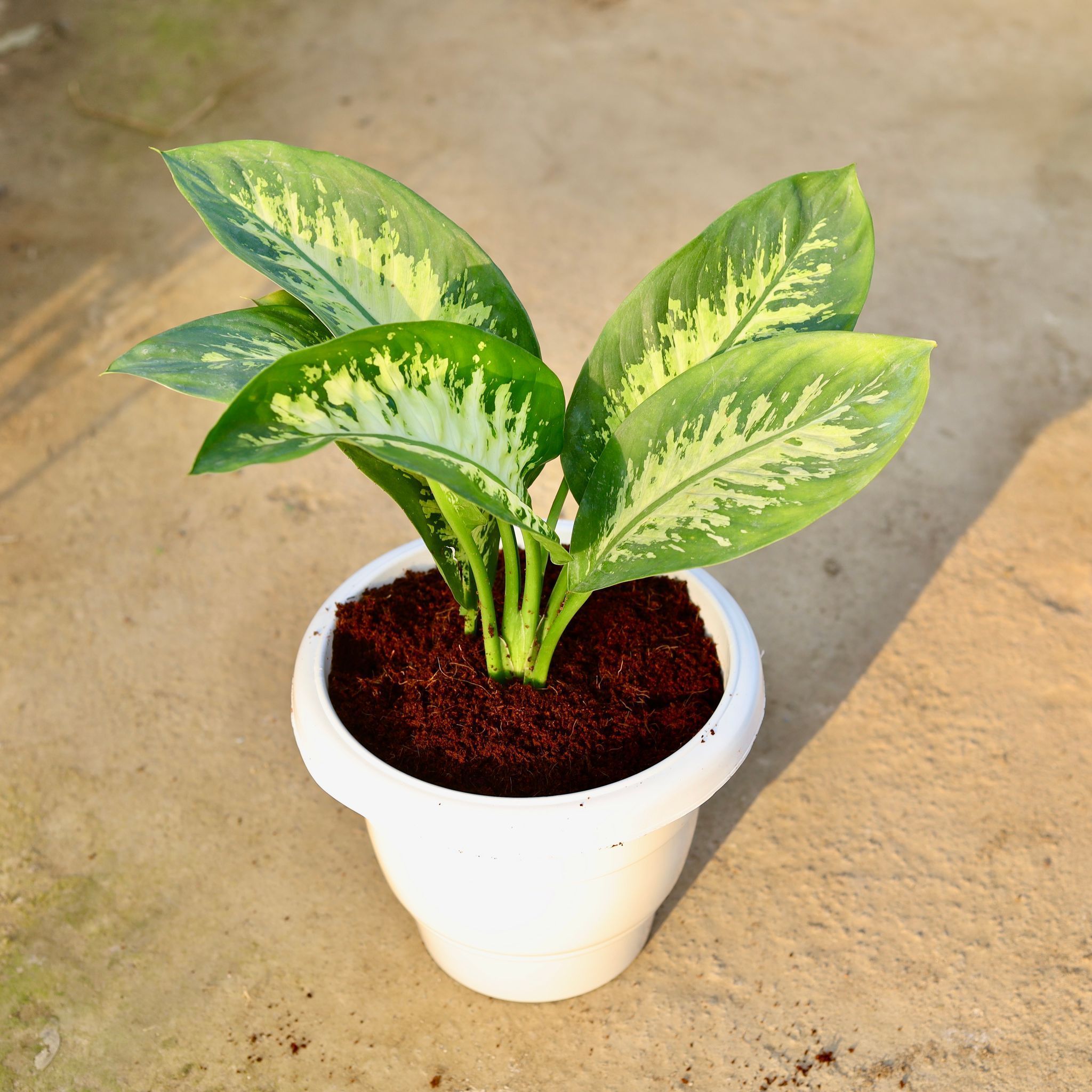 Dieffenbachia in 10 Inch White Classy Plastic Pot