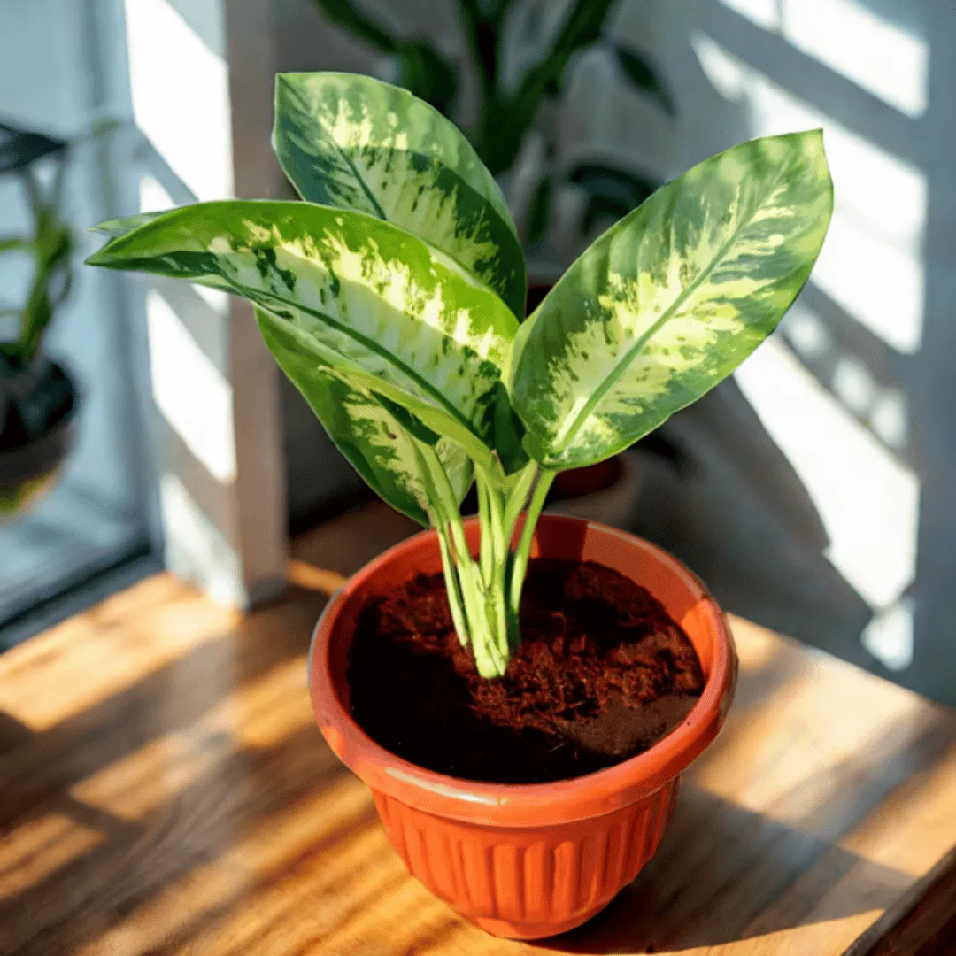 Dieffenbachia in 10 Inch Terracotta Red Olive Plastic Pot