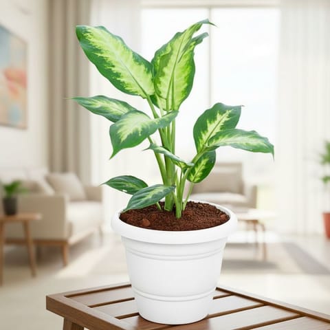 Dieffenbachia Dumbcane in 7 Inch Classy White Plastic Pot