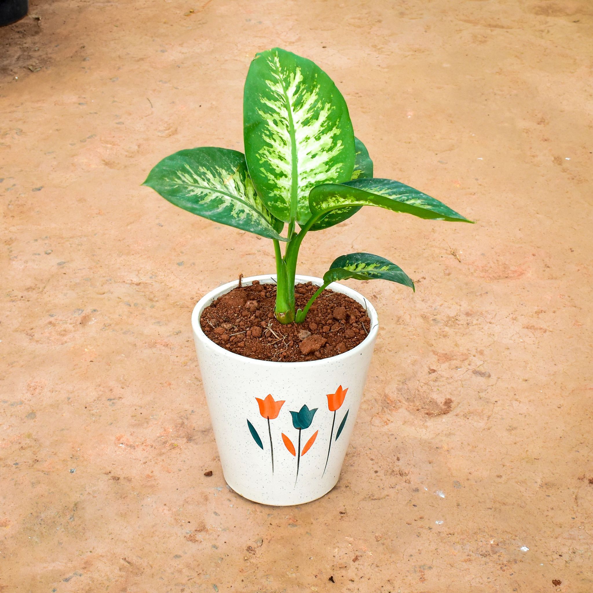 Dieffenbachia in 8 Inch Balti Ceramic Pot (any colour) (any design)