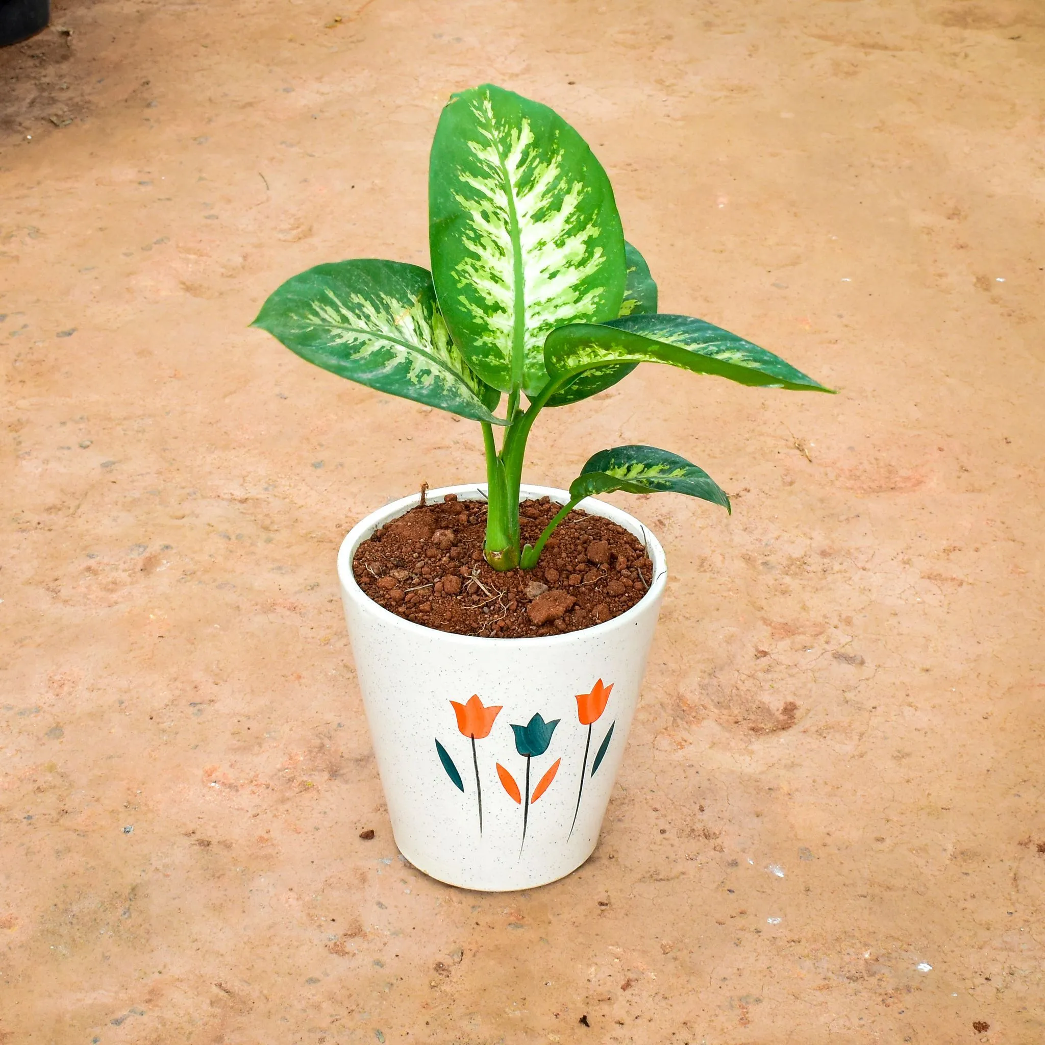 Dieffenbachia in 8 Inch Balti Ceramic Pot (any colour) (any design)