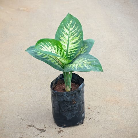 Dieffenbachia Tropic Snow in 5 Inch Nursery Bag