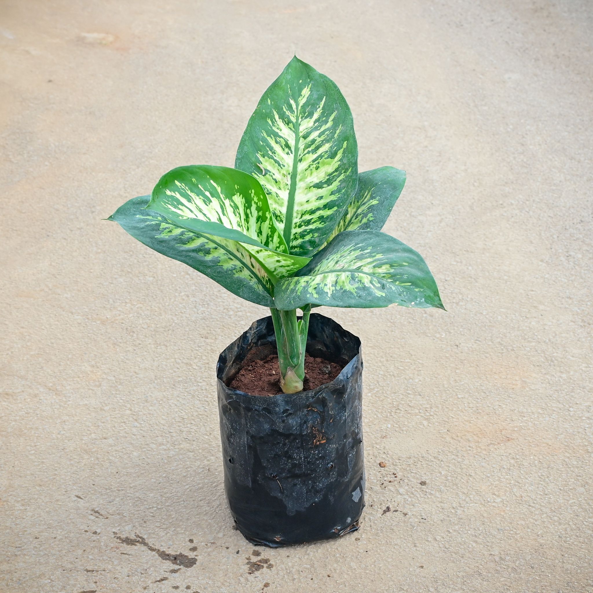 Dieffenbachia Tropic Snow in 5 Inch Nursery Bag
