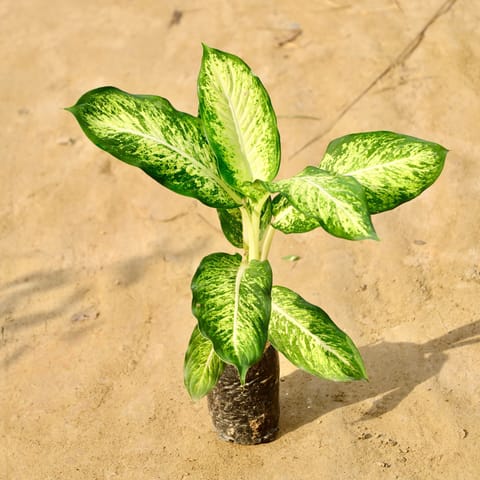 Dieffenbachia Tropic Snow in 4 Inch Nursery Bag