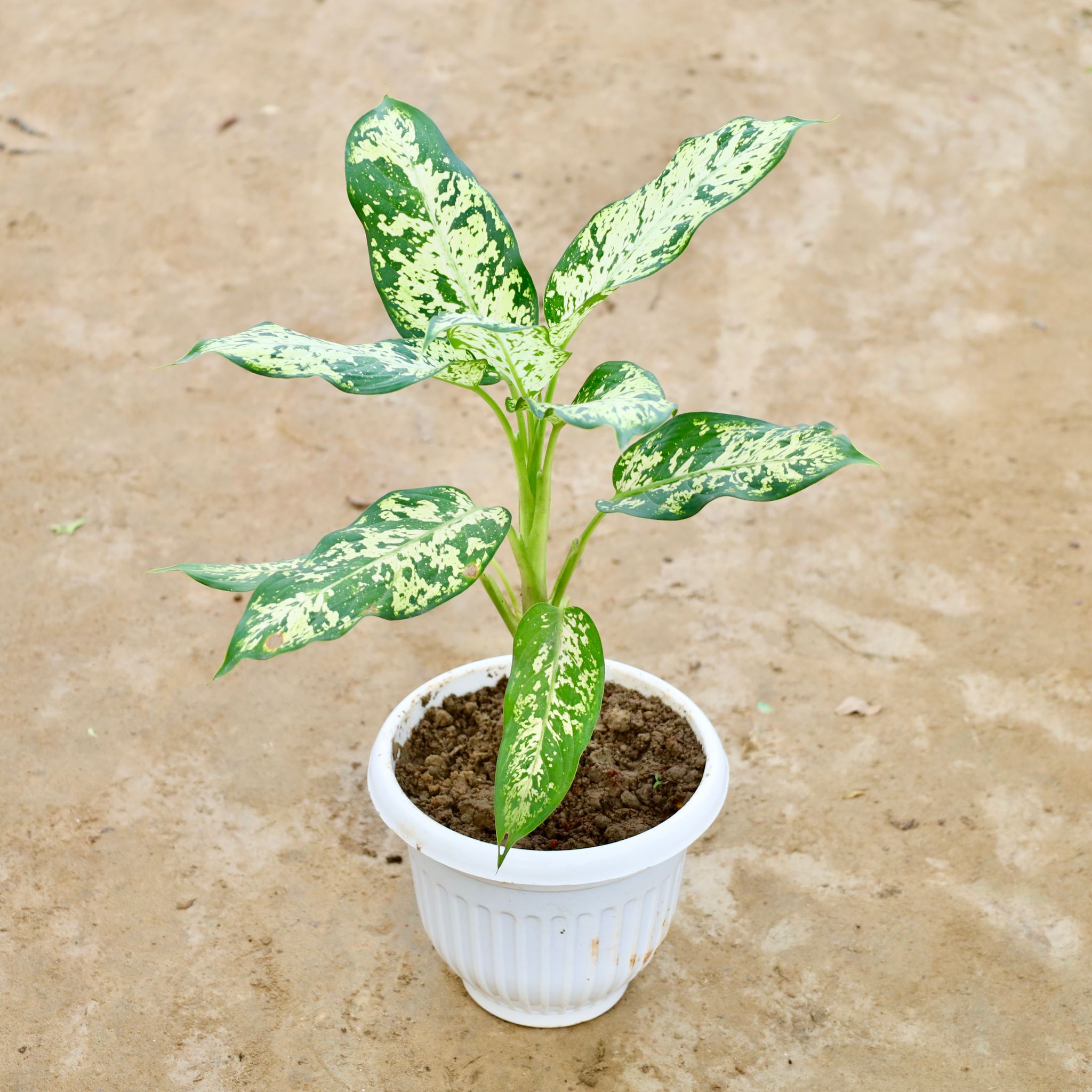 Dieffenbachia Sparkle in 8 Inch White Olive Plastic Pot