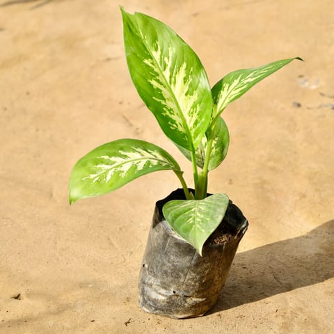 Dieffenbachia / Dumb cane in 4 Inch Nursery Bag