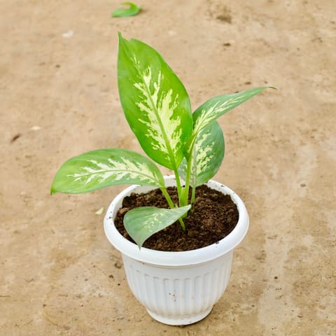 Dieffenbachia / Dumb cane in 8 Inch White Olive Plastic Pot