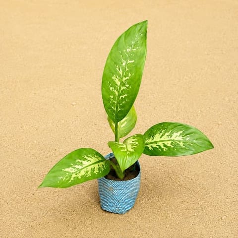 Dieffenbachia Seguine in 4 Inch Nursery Bag | Indoor Foliage