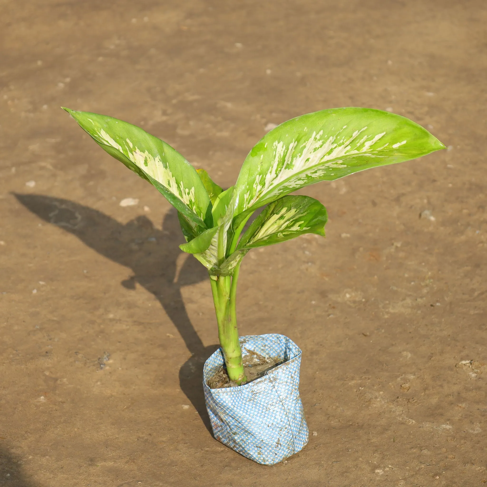 Dieffenbachia in 4 Inch Nursery Bag