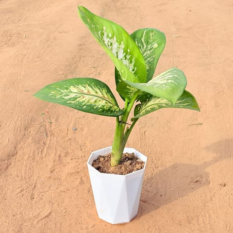 Dieffenbachia Seguine in 6 Inch Marble White Diamanti Plastic Pot