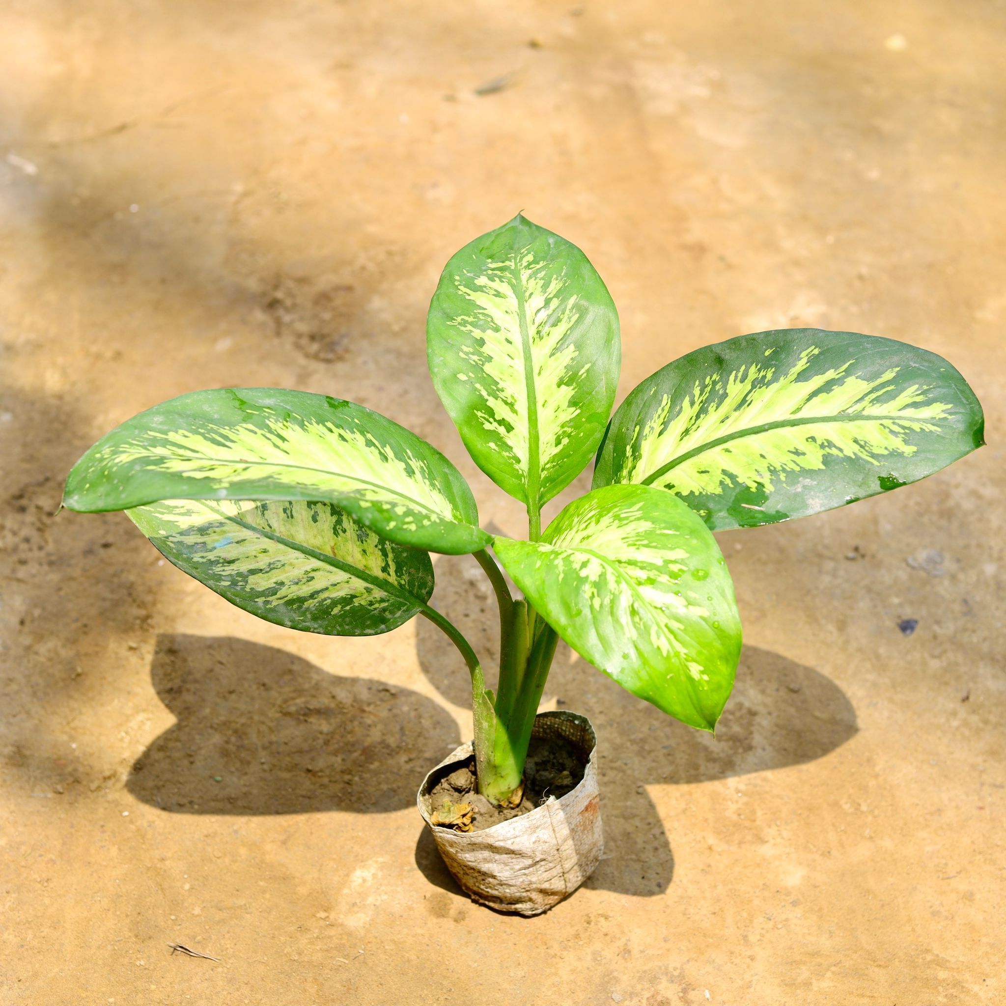 Dieffenbachia Seguine in 4 Inch Nursery Bag