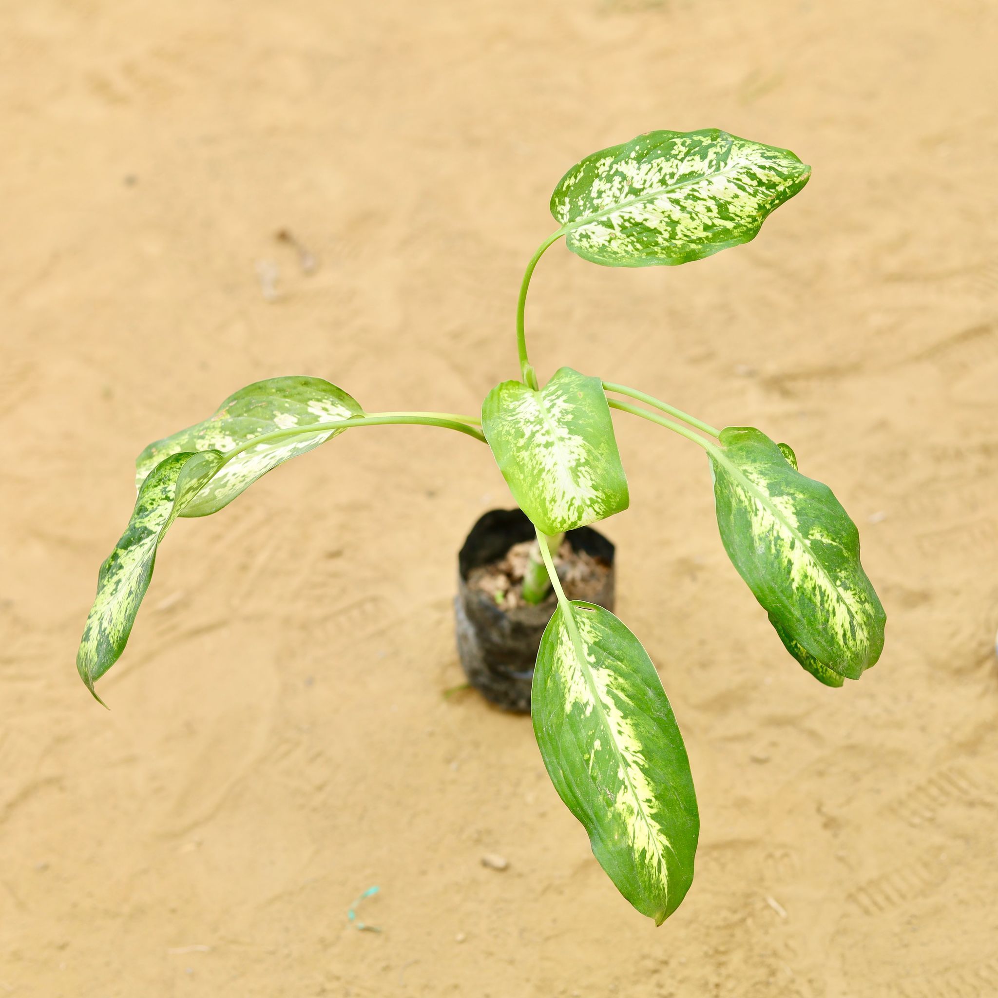 Dieffenbachia Snow (~ 1 Ft) in 3 inch Nursery Bag