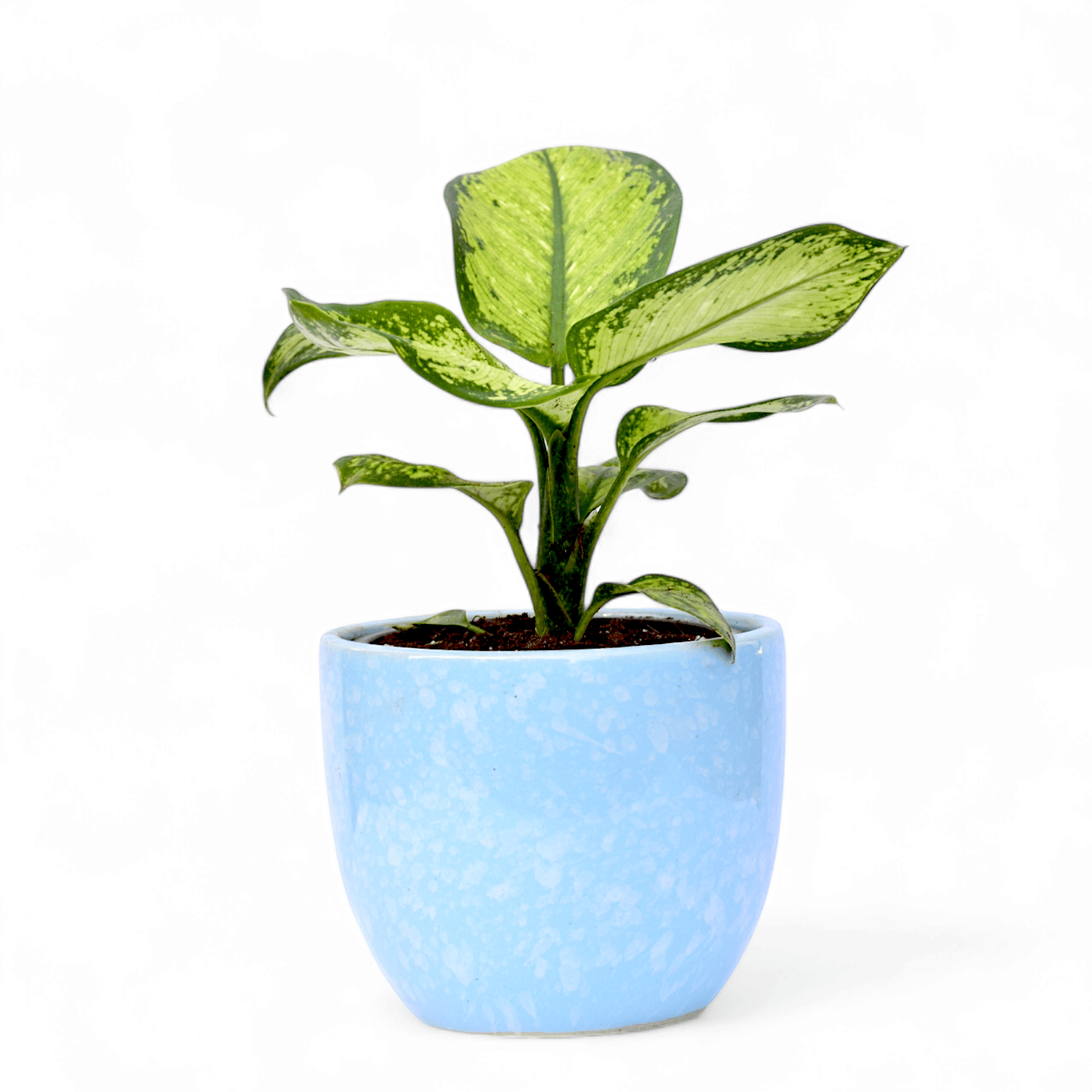 Dieffenbachia Tiger Mary in 4 Inch Blue Tribal Themed Handmade Taper Ceramic Pot Minimalist Glossy Succulent Pot, Indoor Flower Pot for Home and Office D cor