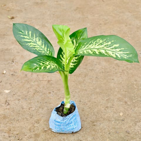 Large Dieffenbachia Seguine ( 1.5 Ft) in 5 inch Nursery Bag