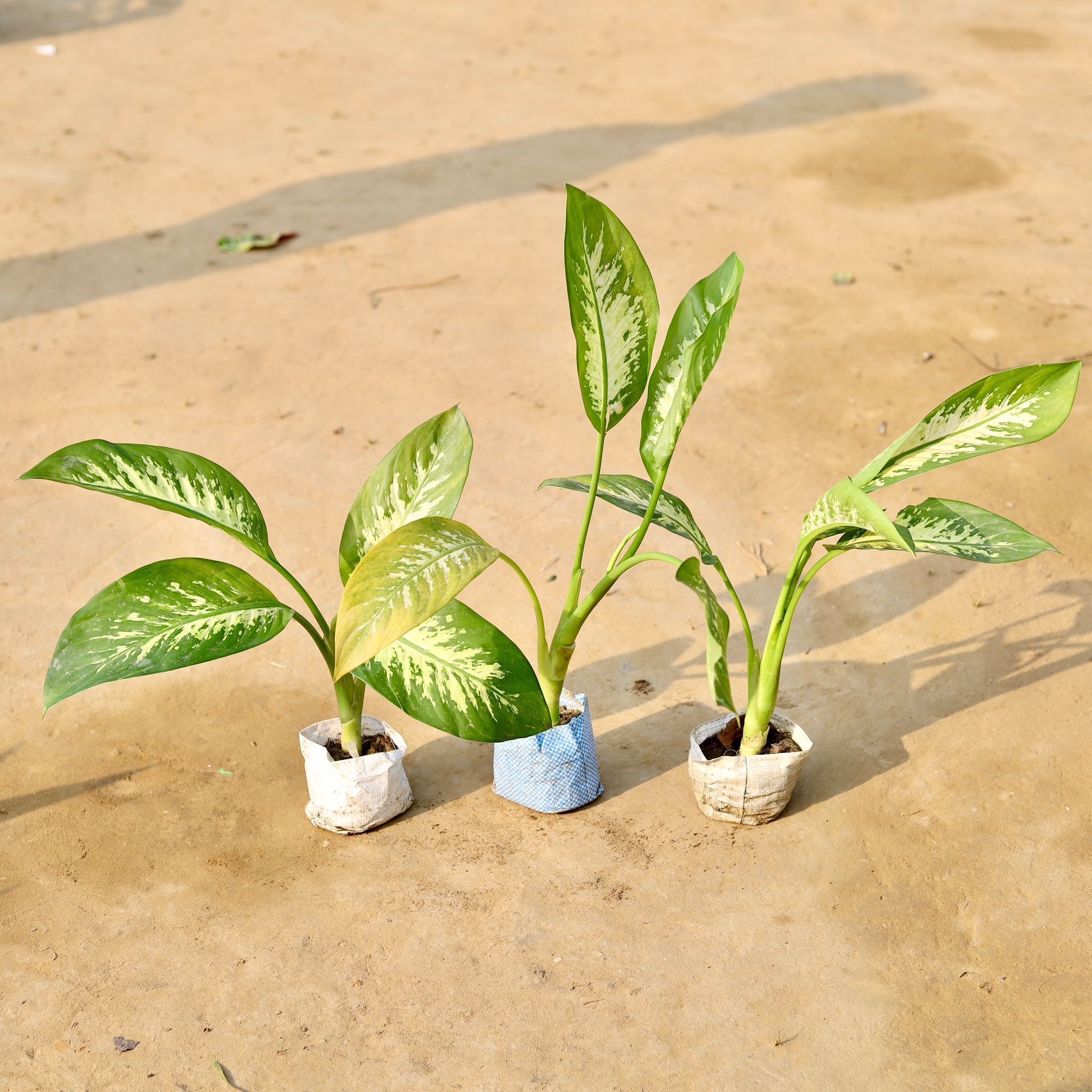 Set of 3 - Dieffenbachia Seguine in 5 inch Nursery Bag